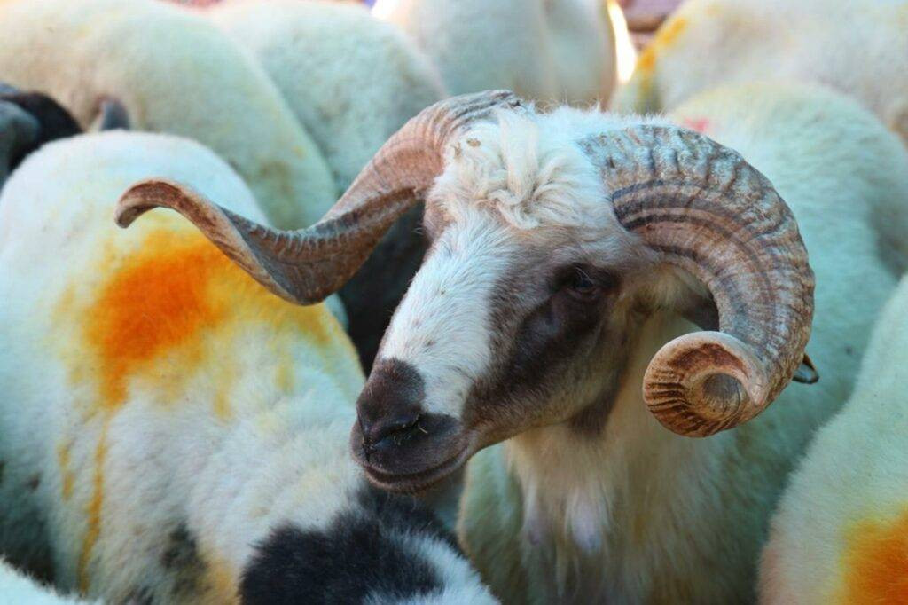 Kurbanlık alacaklar dikkat. Bu 5 belirti varsa... - Resim: 7