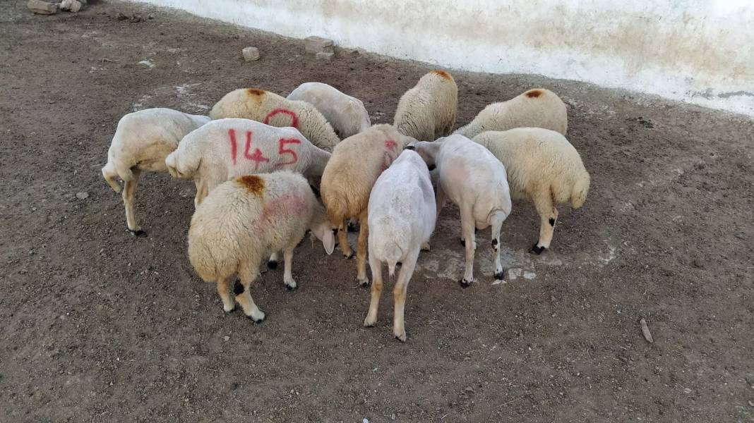 Enflasyon cortladı maliyetler patladı kurban fiyatları fırladı - Resim: 8