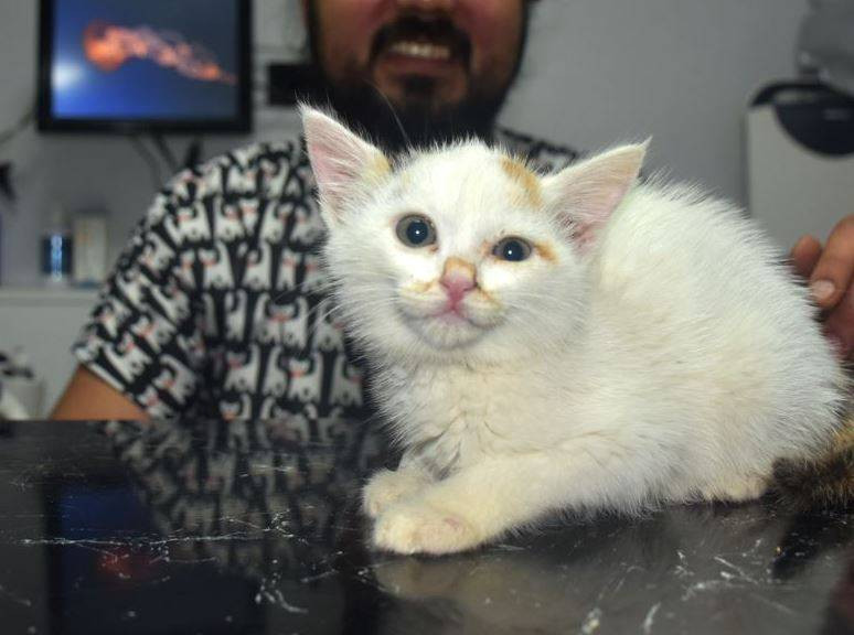 Yavru kediyi mucize mücadeleyle kurtardı. Bu bir yaşasın iyi insanlar haberidir - Resim: 7