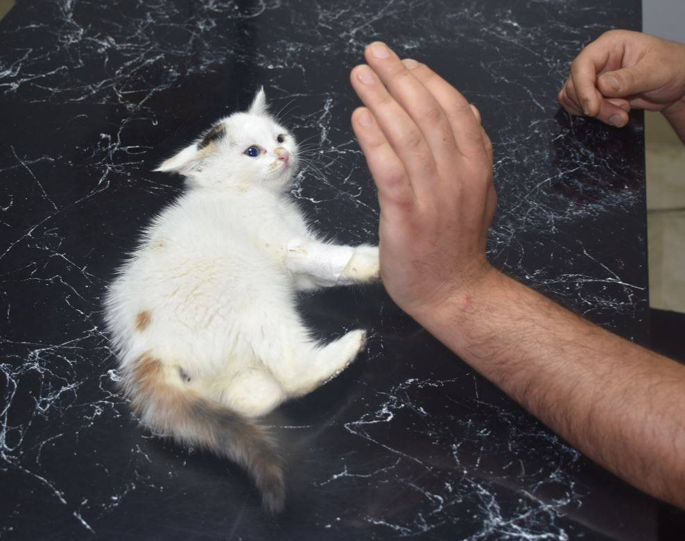 Yavru kediyi mucize mücadeleyle kurtardı. Bu bir yaşasın iyi insanlar haberidir - Resim: 5