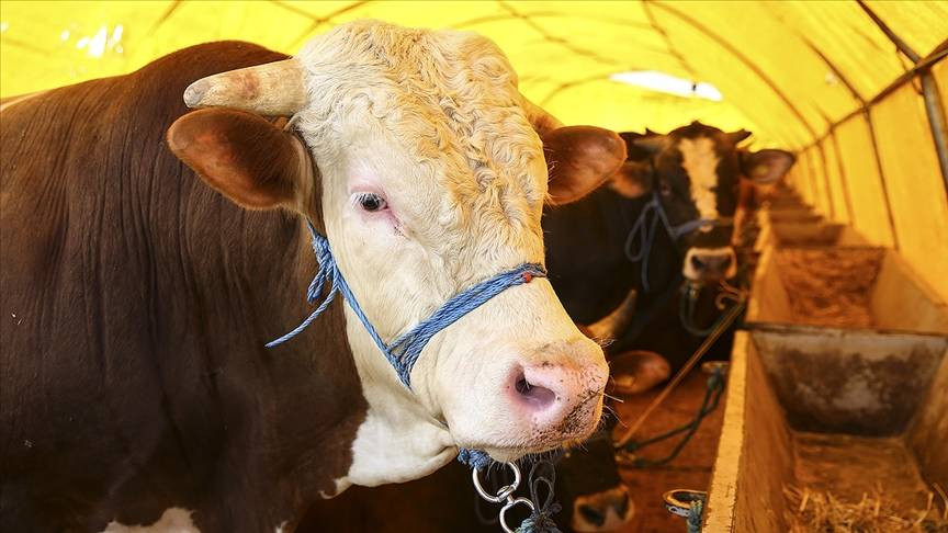 Kurbanlık et için kritik uyarı - Resim: 5