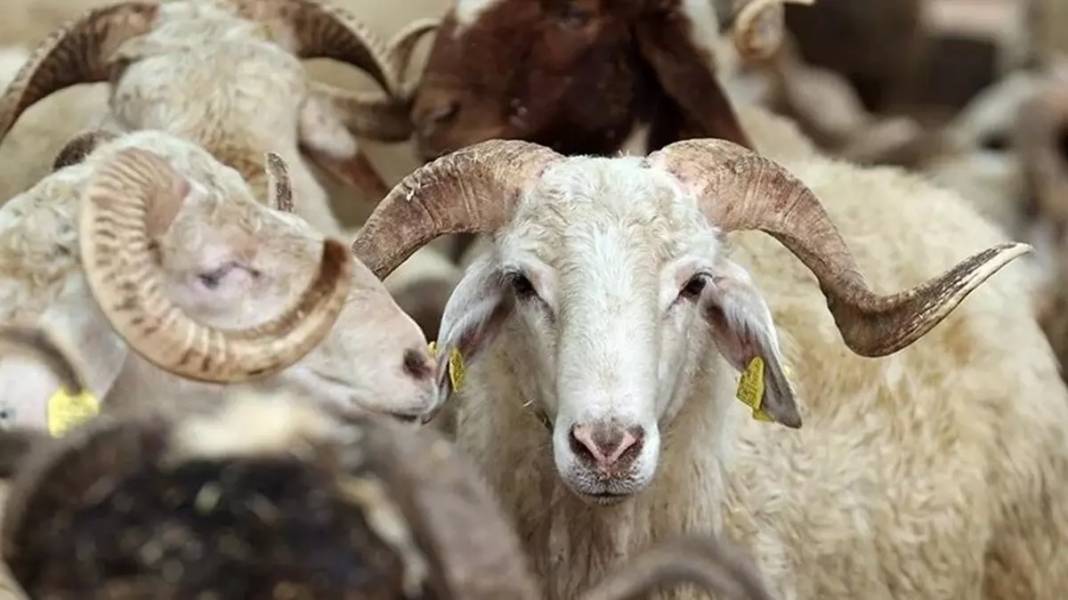 Kurbanlık et için kritik uyarı - Resim: 6