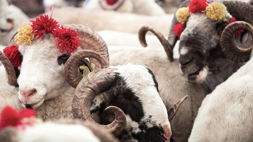 Kurban kesmek de memlekete gitmek de cep yakıyor - Resim: 5