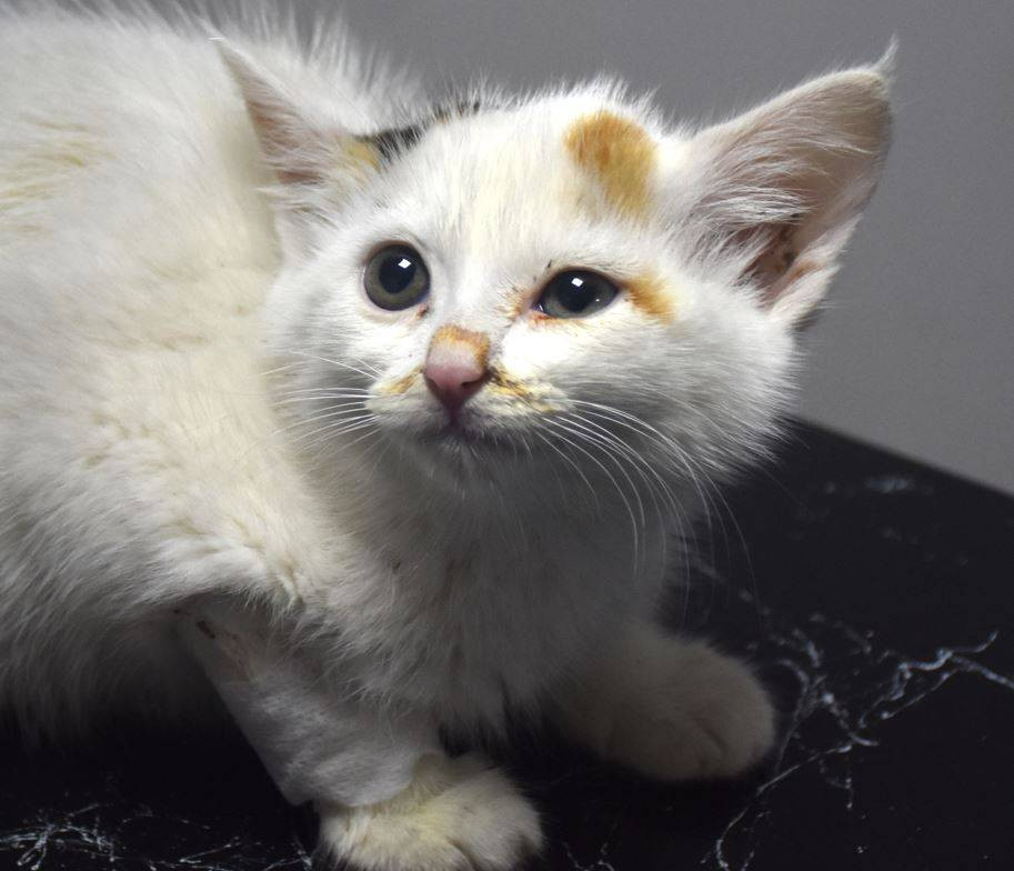 Yavru kediyi mucize mücadeleyle kurtardı. Bu bir yaşasın iyi insanlar haberidir - Resim: 6