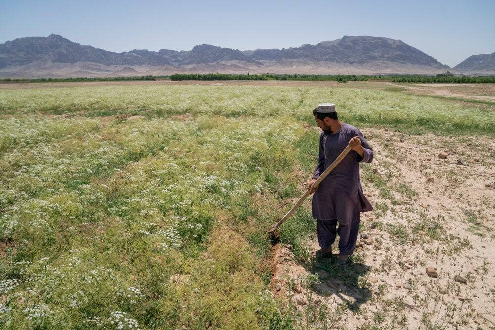 Taliban'ın haşhaş yasağı Afganları ölüme sürüklüyor - Resim: 7