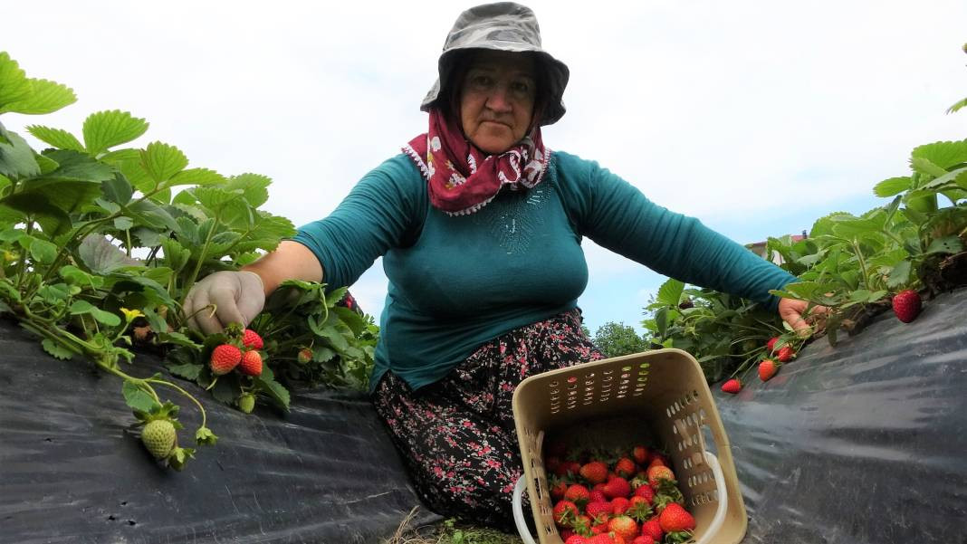 Ek gelir olarak başlandı: Yıllık bin 400 ton rekolte bekleniyor - Resim: 3