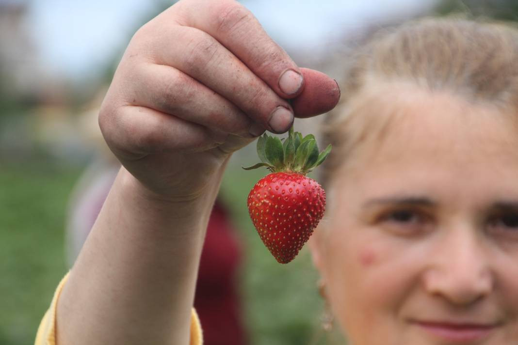 Ek gelir olarak başlandı: Yıllık bin 400 ton rekolte bekleniyor - Resim: 6