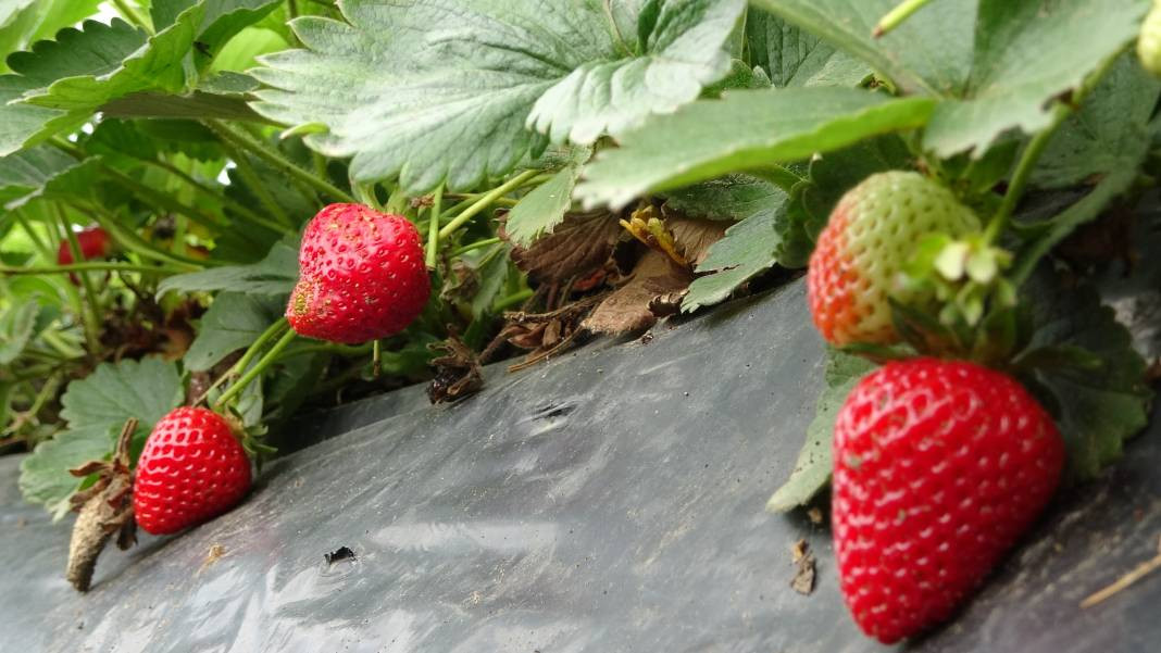 Ek gelir olarak başlandı: Yıllık bin 400 ton rekolte bekleniyor - Resim: 8