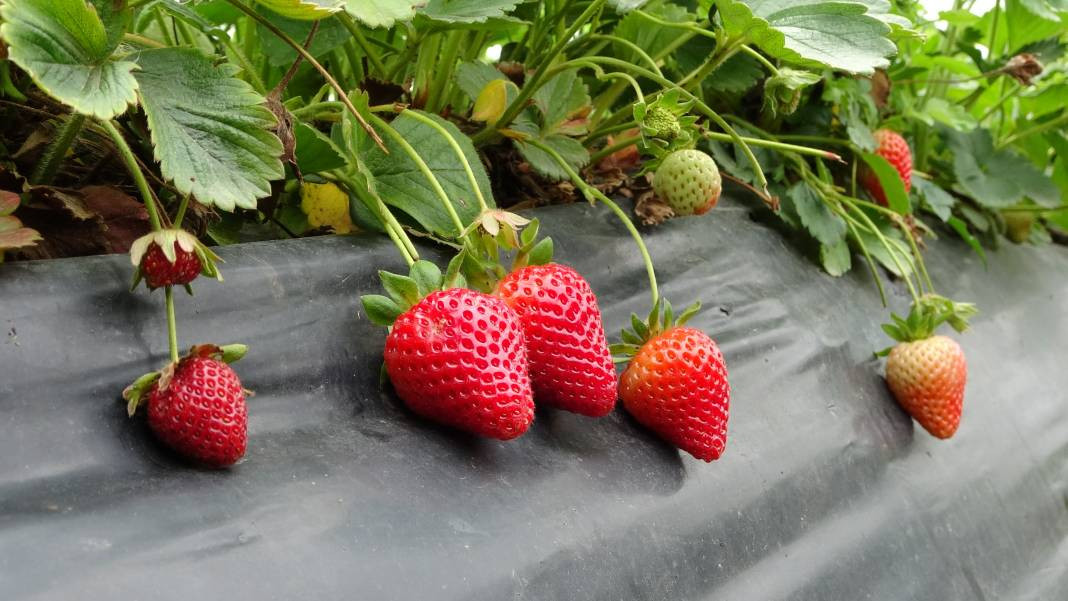 Ek gelir olarak başlandı: Yıllık bin 400 ton rekolte bekleniyor - Resim: 7