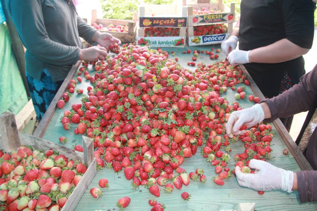 Ek gelir olarak başlandı: Yıllık bin 400 ton rekolte bekleniyor - Resim: 4