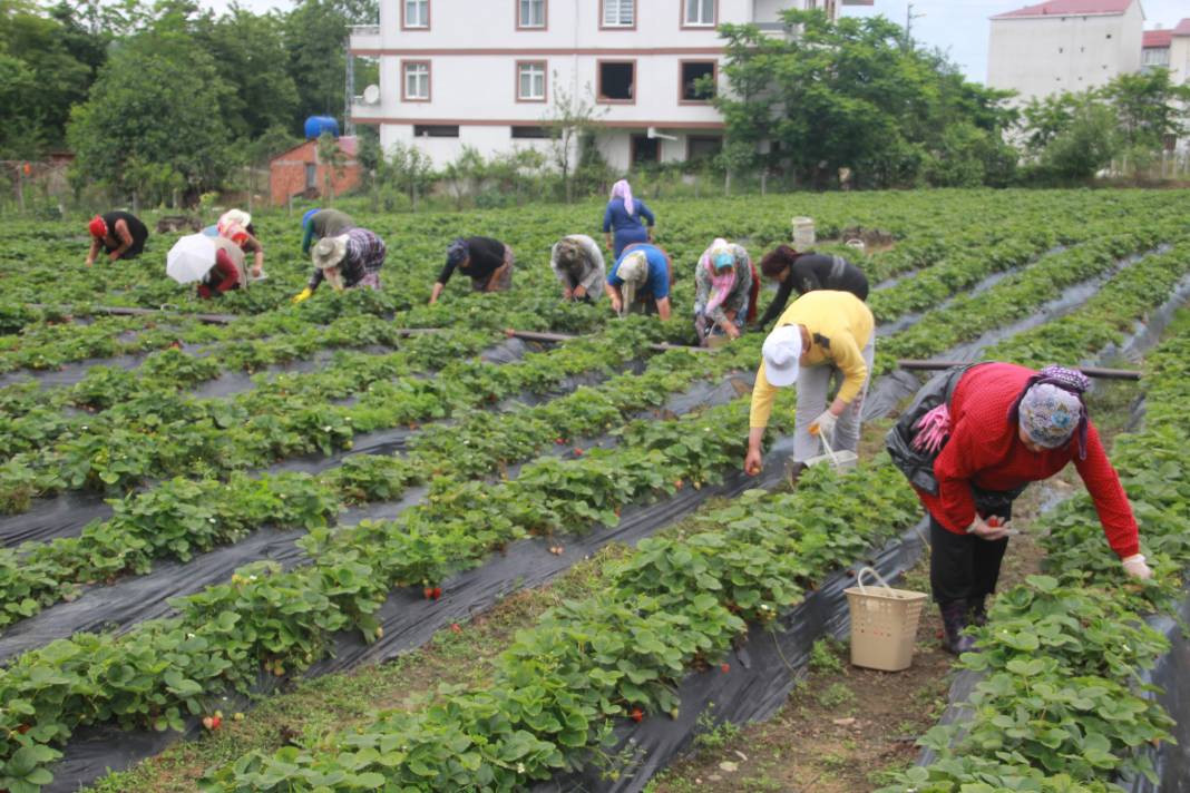 Ek gelir olarak başlandı: Yıllık bin 400 ton rekolte bekleniyor - Resim: 5