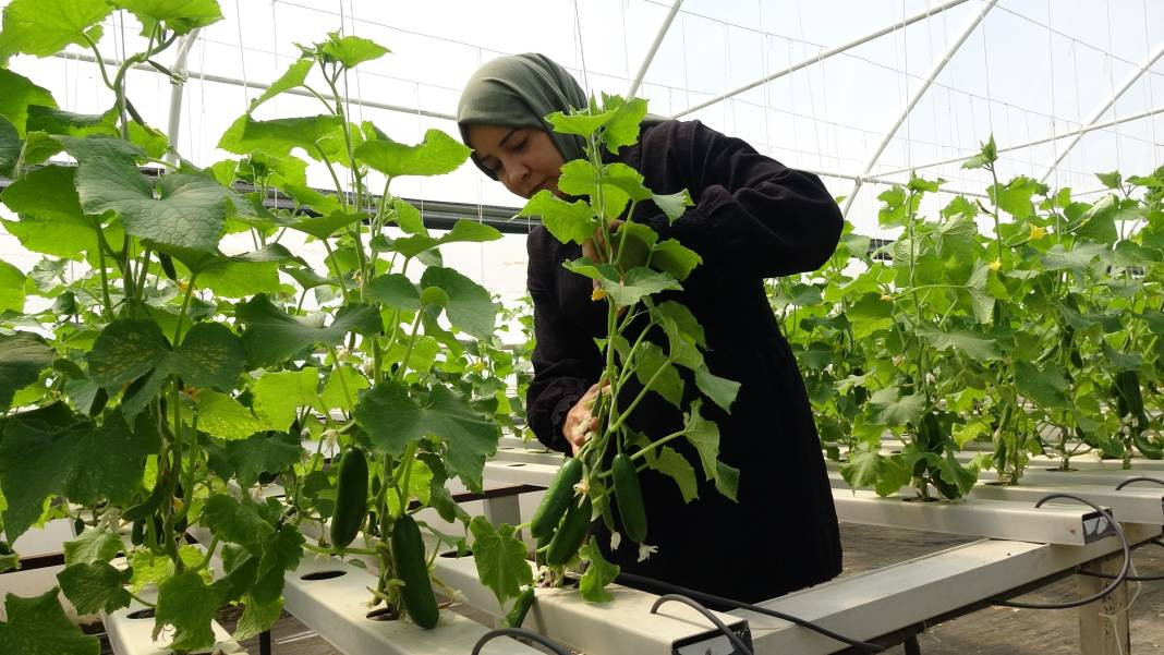 Topraksız tarımla mucizeler yaratıyor! Üretici bu yöntemle başardı... - Resim: 2