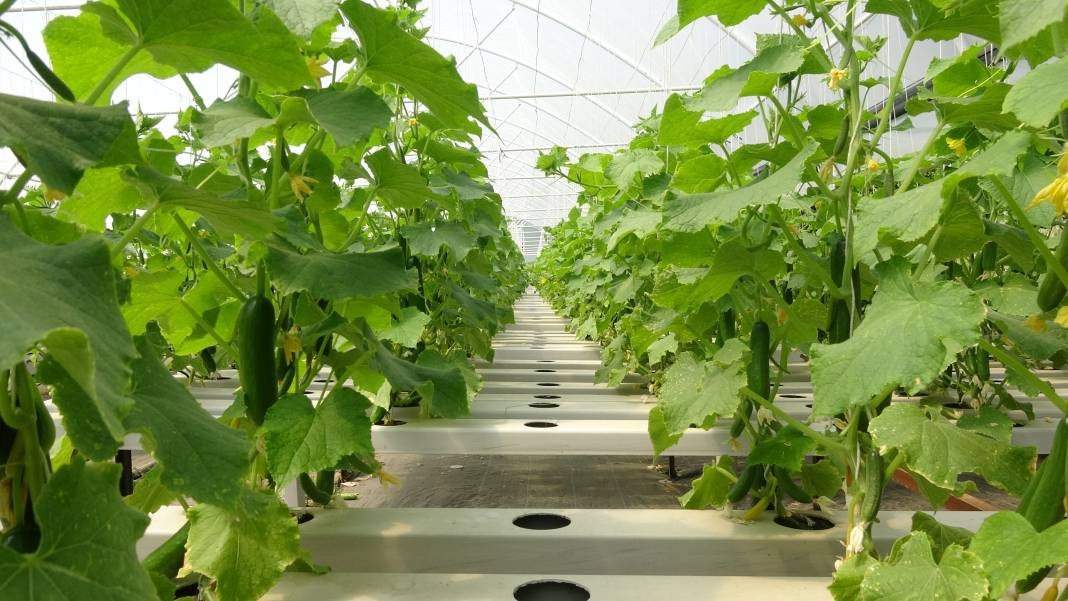 Topraksız tarımla mucizeler yaratıyor! Üretici bu yöntemle başardı... - Resim: 7