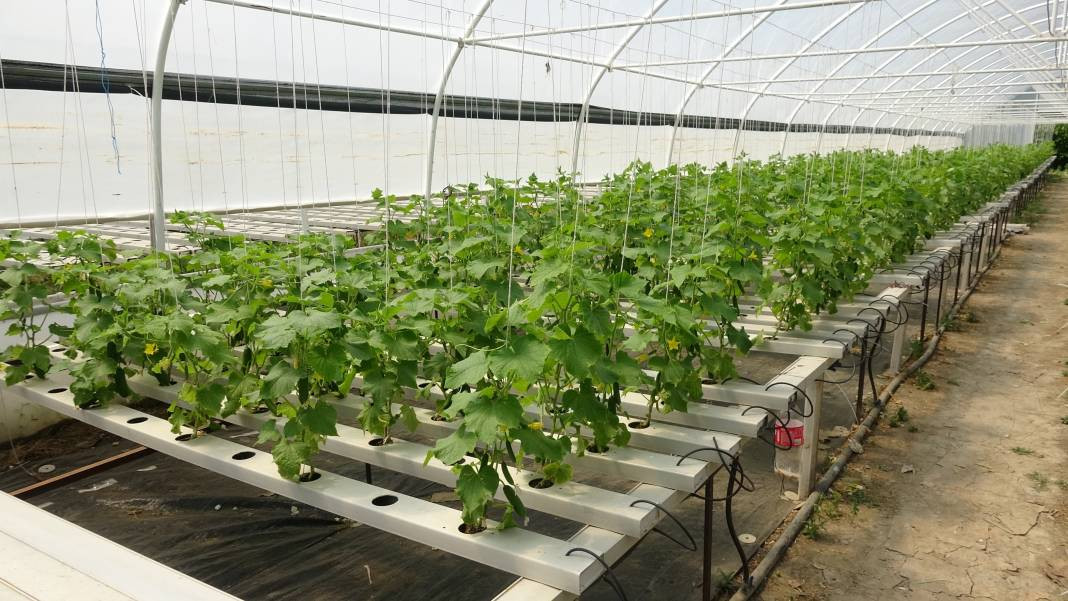 Topraksız tarımla mucizeler yaratıyor! Üretici bu yöntemle başardı... - Resim: 8