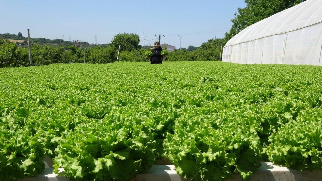 Topraksız tarımla mucizeler yaratıyor! Üretici bu yöntemle başardı... - Resim: 5