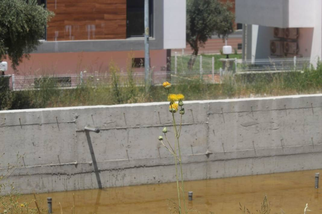 Bu çiçeğe dokunmak için özel izin gerekiyor: Tülüşah - Resim: 4