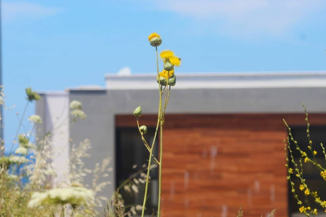 Bu çiçeğe dokunmak için özel izin gerekiyor: Tülüşah - Resim: 5