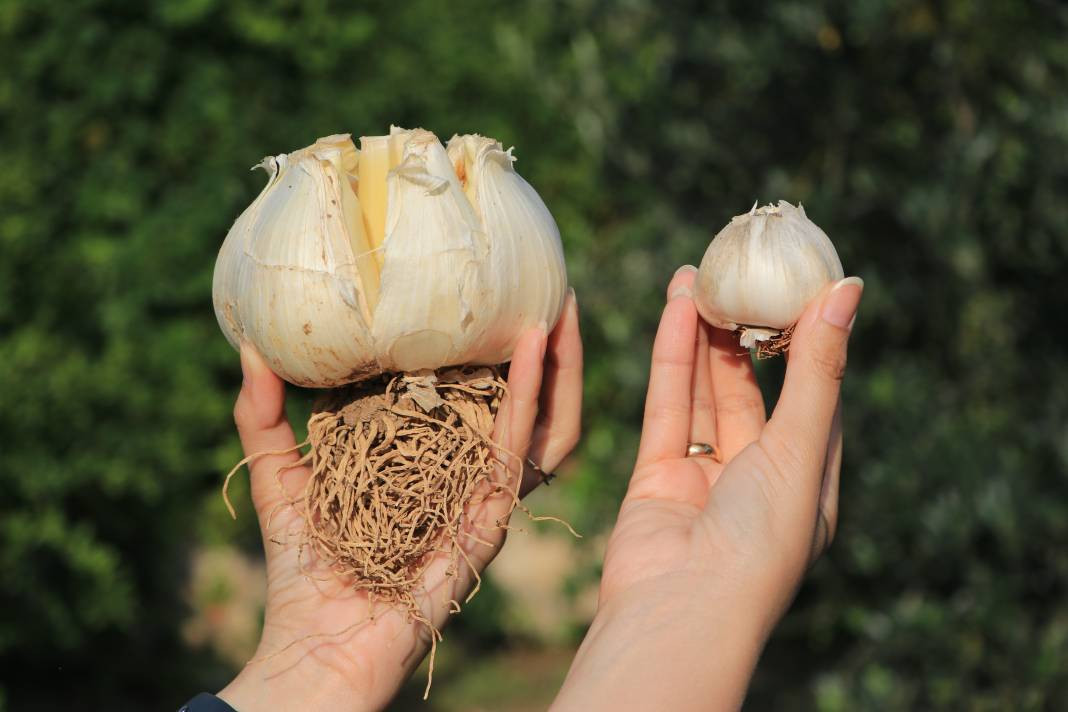 Tayland'dan geldi Adana'da ekildi! Hasadına başlanan ürünü gören bir daha bakıyor - Resim: 1
