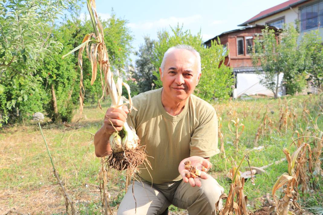 Tayland'dan geldi Adana'da ekildi! Hasadına başlanan ürünü gören bir daha bakıyor - Resim: 2