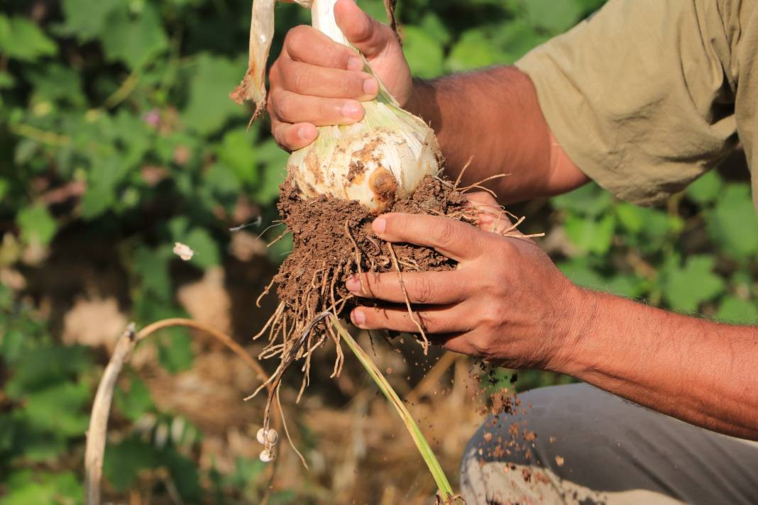 Tayland'dan geldi Adana'da ekildi! Hasadına başlanan ürünü gören bir daha bakıyor - Resim: 4