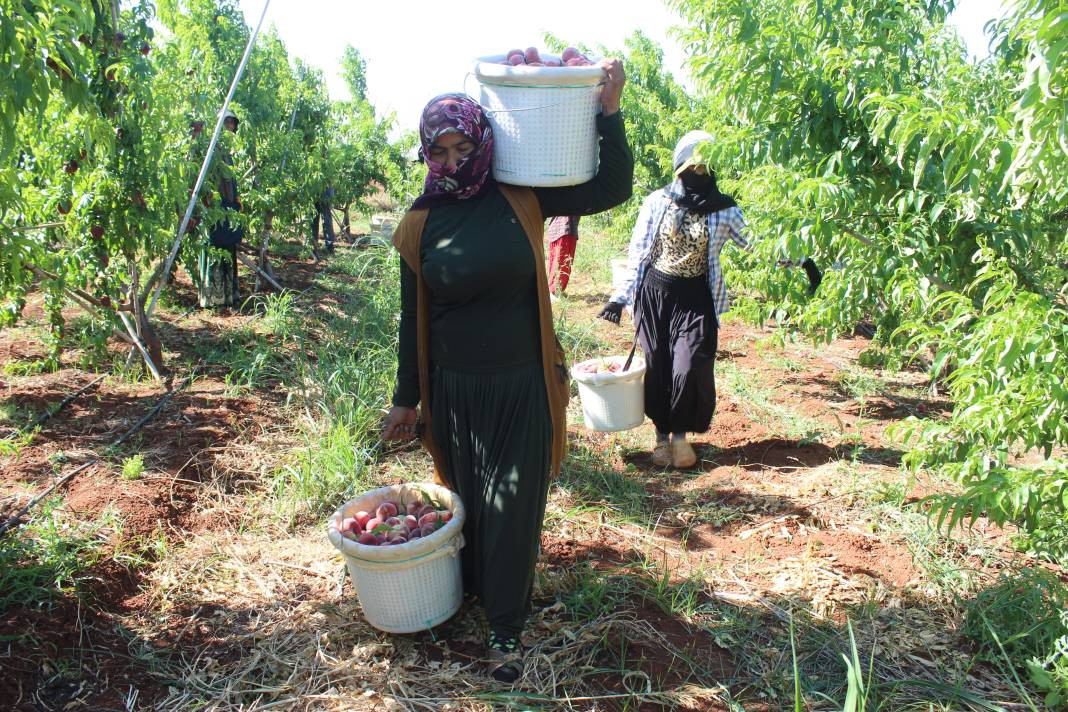 Markette 55 tarlada 8 TL'den alıcı buluyor! 40 derece sıcakta hasadı başladı - Resim: 2