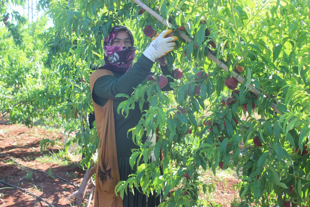 Markette 55 tarlada 8 TL'den alıcı buluyor! 40 derece sıcakta hasadı başladı - Resim: 6