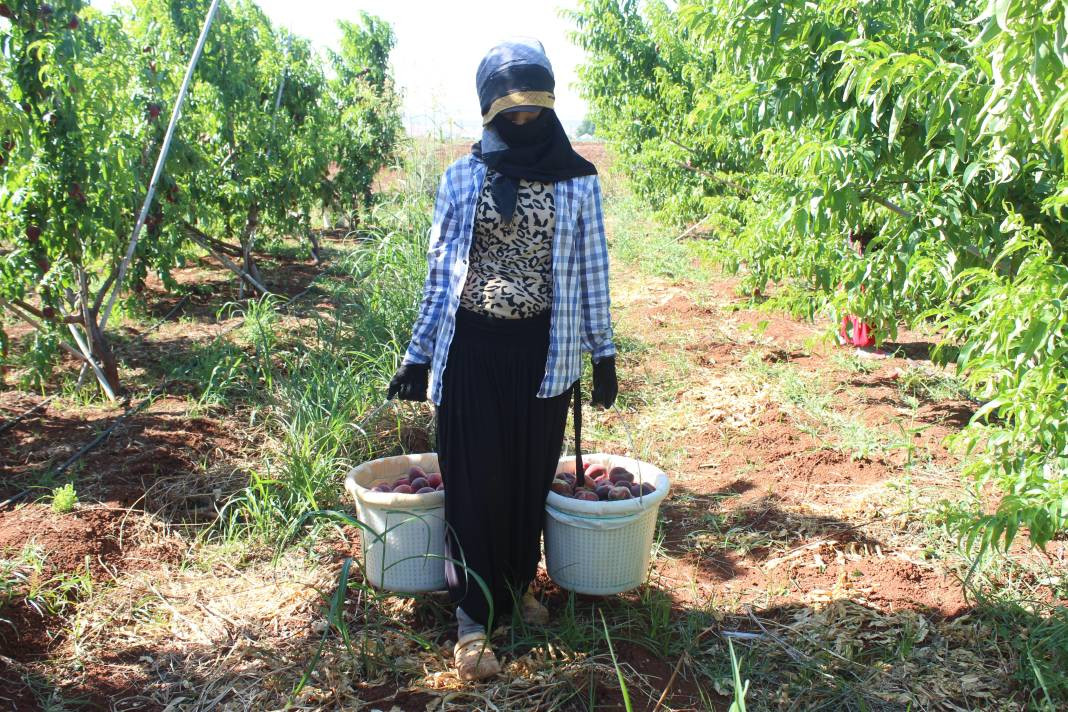 Markette 55 tarlada 8 TL'den alıcı buluyor! 40 derece sıcakta hasadı başladı - Resim: 4