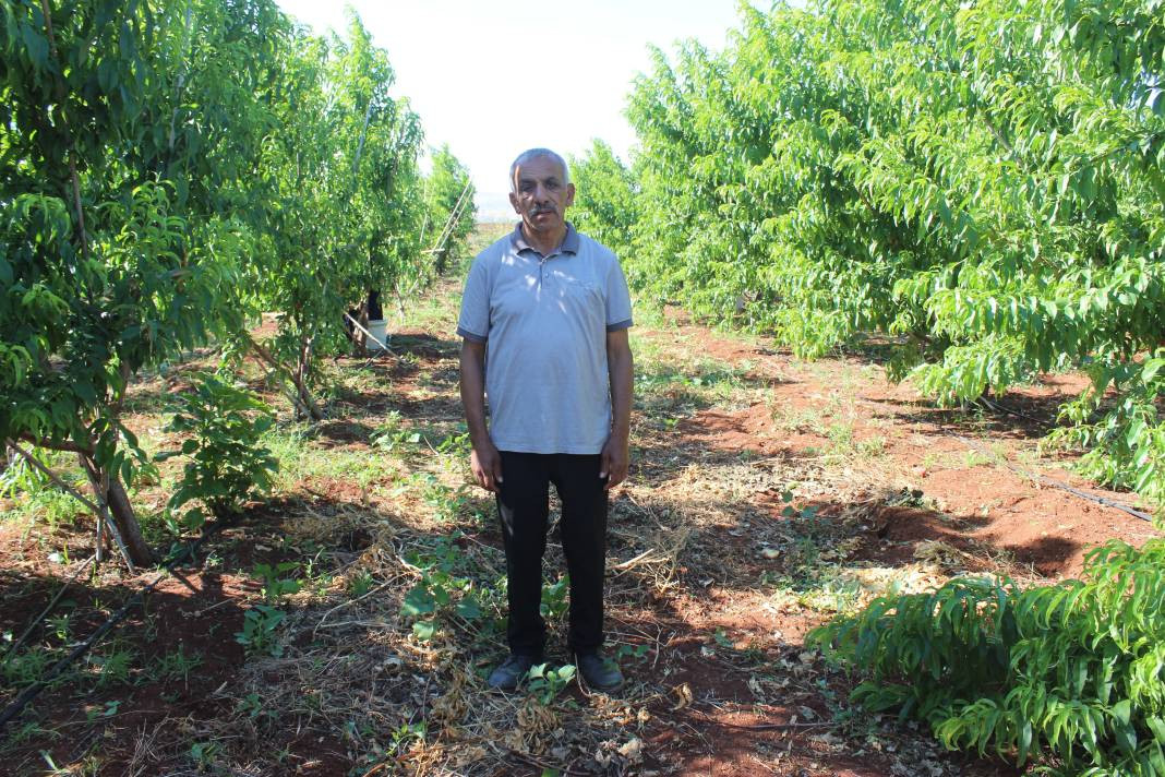 Markette 55 tarlada 8 TL'den alıcı buluyor! 40 derece sıcakta hasadı başladı - Resim: 3