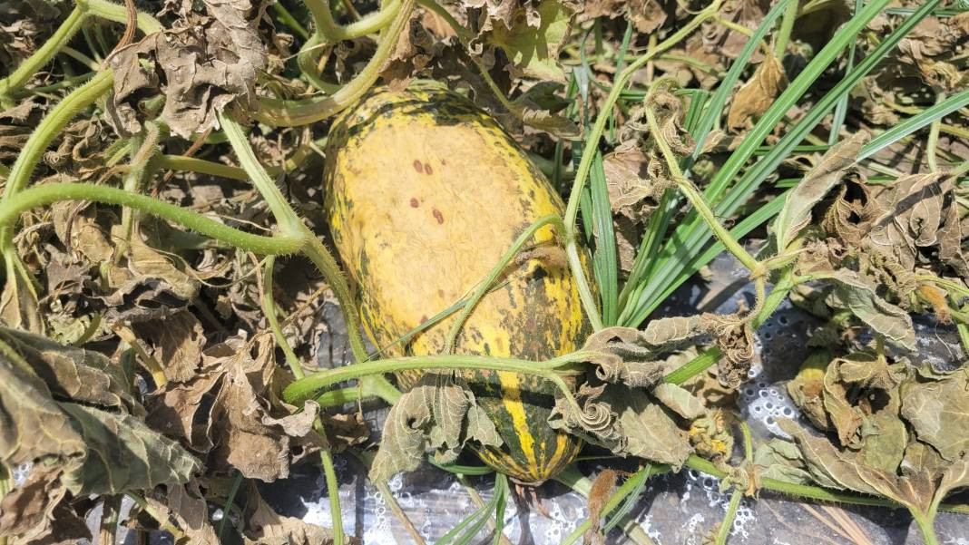 Aşırı sıcak kavun, karpuz, biber ve domatesleri yaktı - Resim: 3