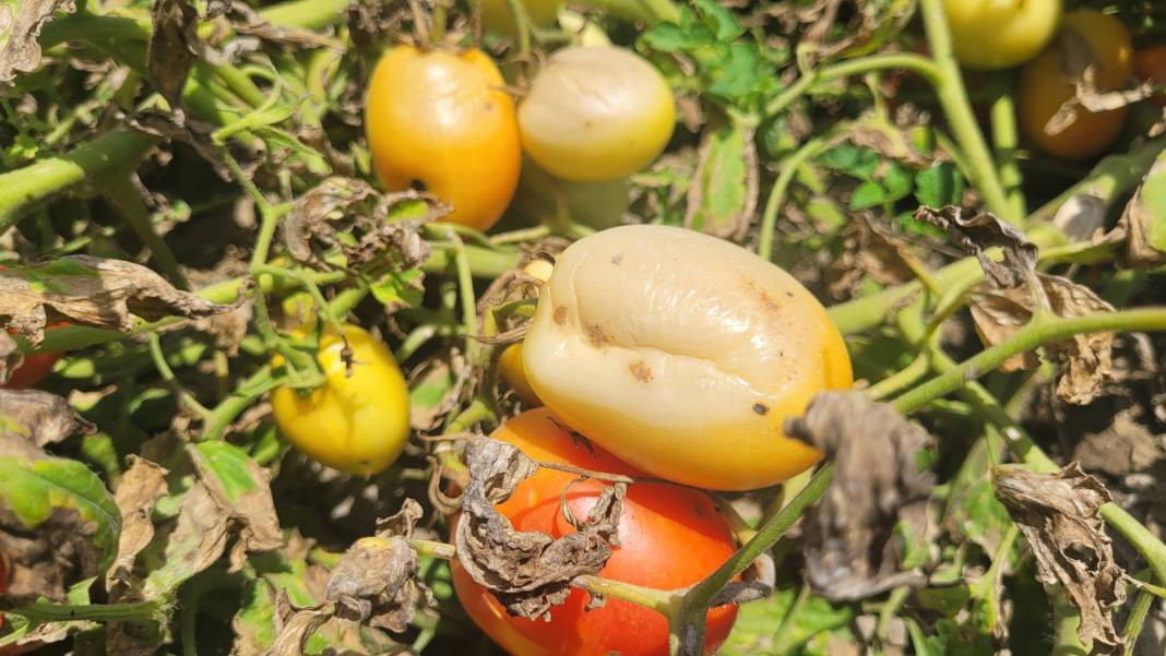 Aşırı sıcak kavun, karpuz, biber ve domatesleri yaktı - Resim: 6