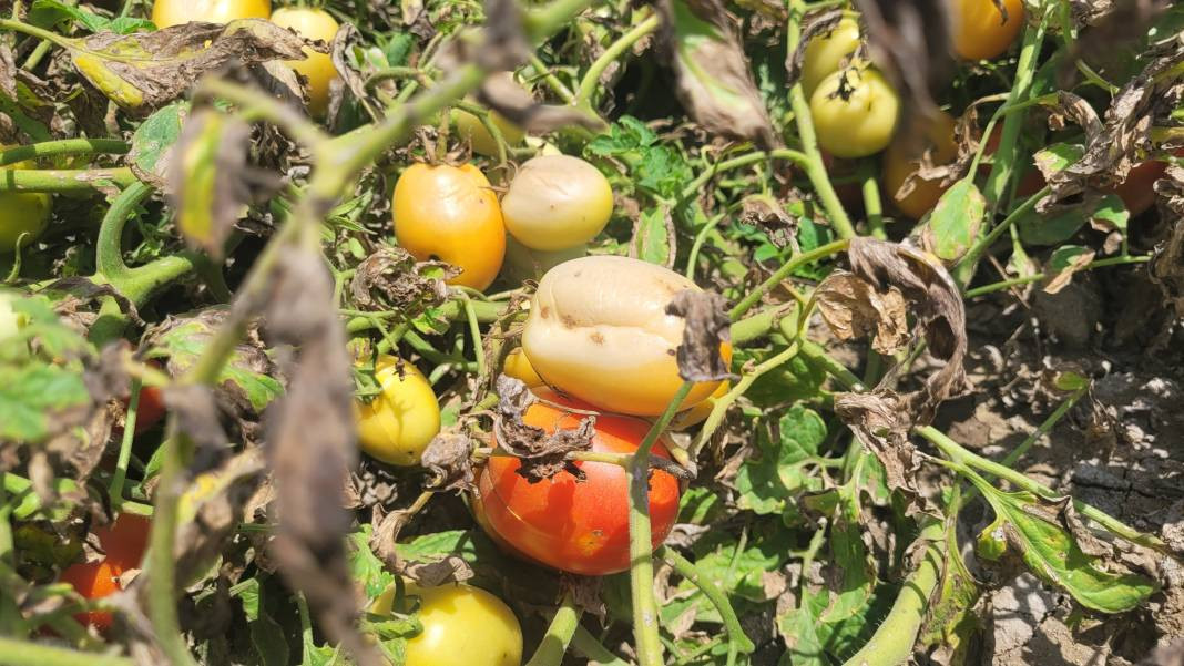 Aşırı sıcak kavun, karpuz, biber ve domatesleri yaktı - Resim: 7