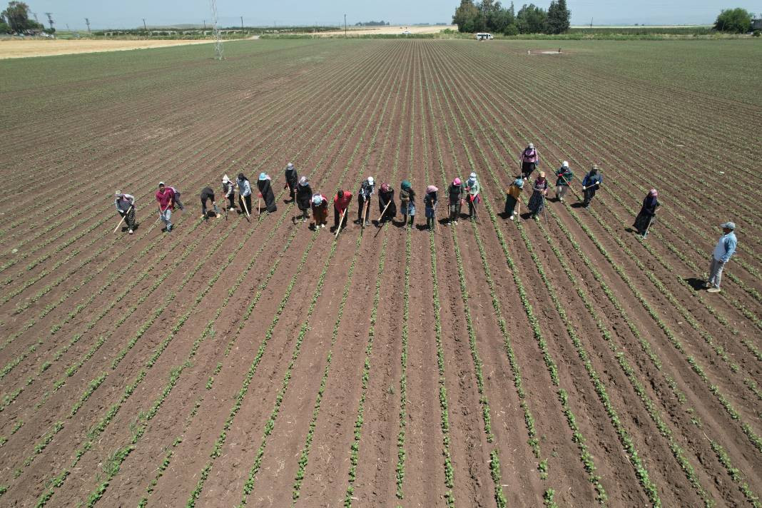 Amik Ovası'nda 40 derece sıcakta hasadı başladı! 9 saat çalışıyorlar... - Resim: 2