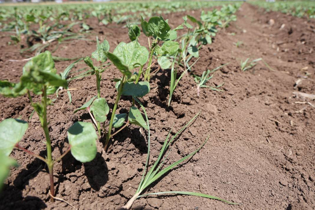 Amik Ovası'nda 40 derece sıcakta hasadı başladı! 9 saat çalışıyorlar... - Resim: 5