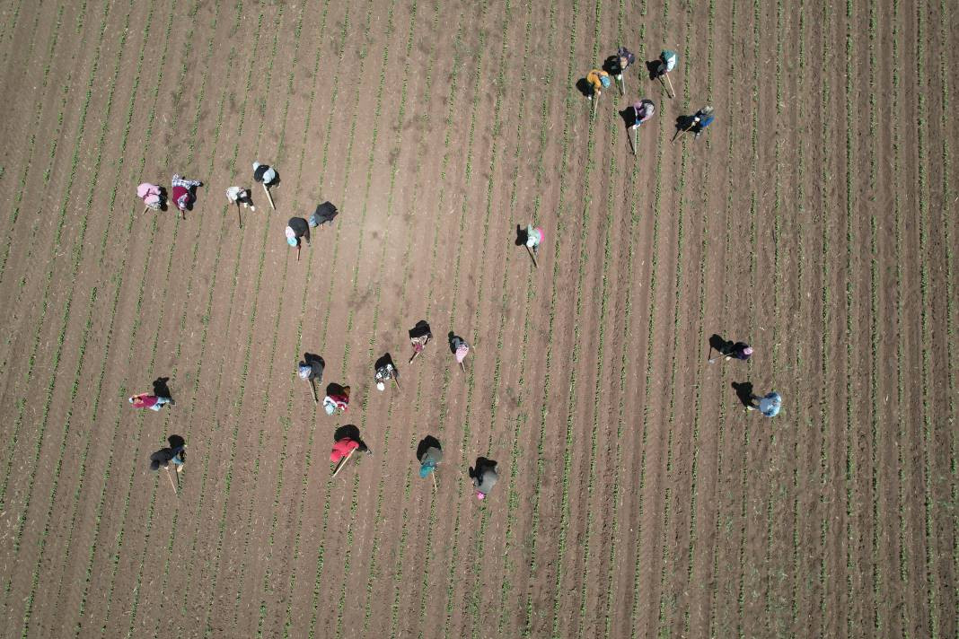 Amik Ovası'nda 40 derece sıcakta hasadı başladı! 9 saat çalışıyorlar... - Resim: 4