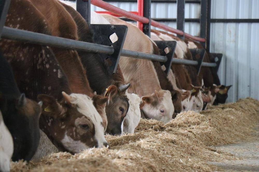 Uzmanı uyardı: Kurban etini bu şekilde yiyin - Resim: 7