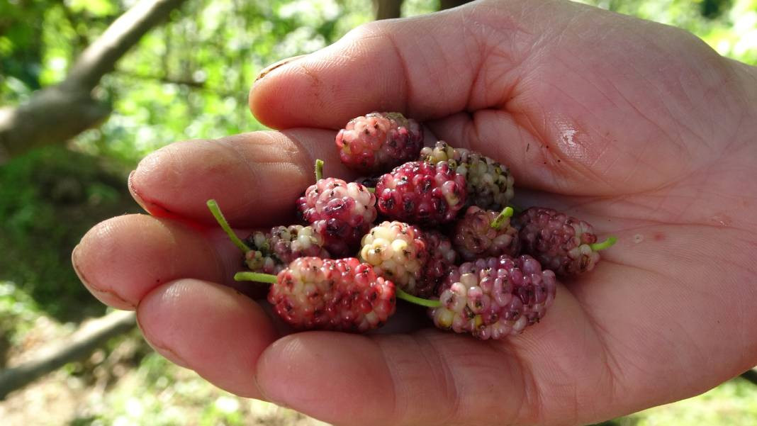 Sabahın ilk ışıklarıyla kaynatıyorlar kilosu 1000 TL! Kendine has kokusu var - Resim: 7