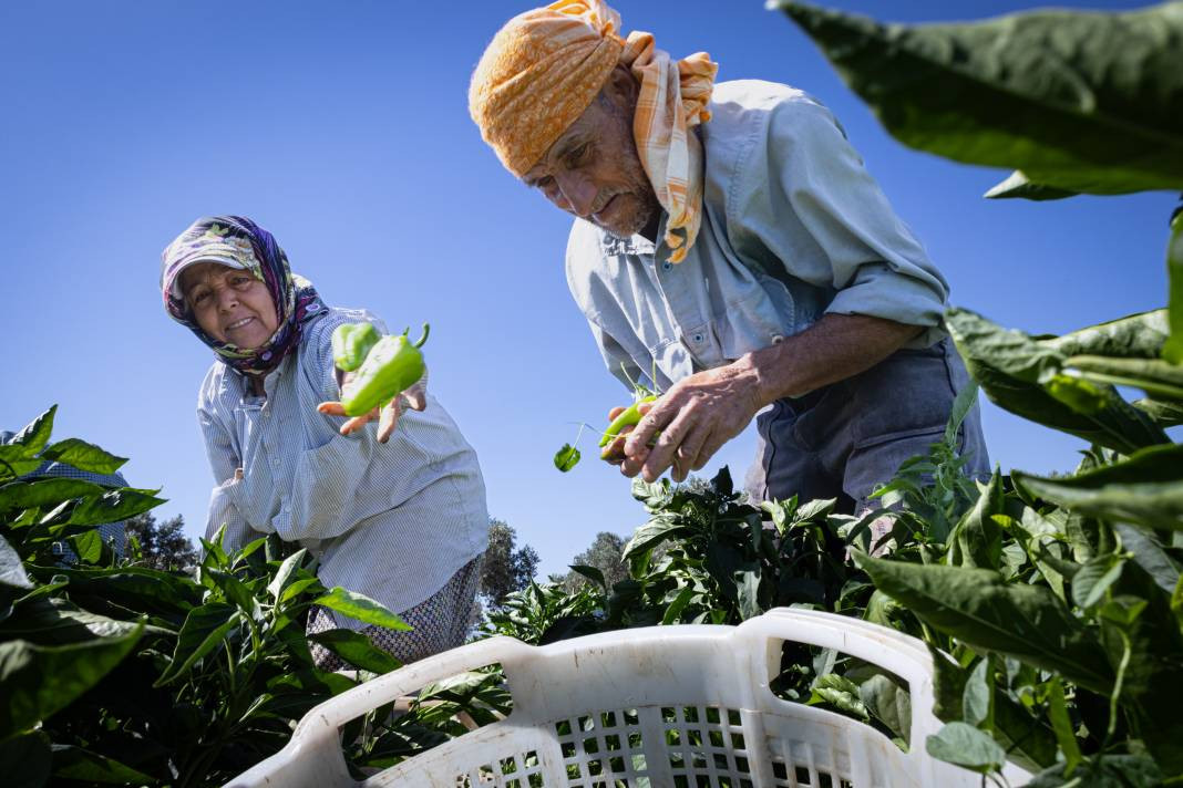 İtalyanlar görünce hemen talip oldu! Urfa isotunu tahtından ediyor - Resim: 1