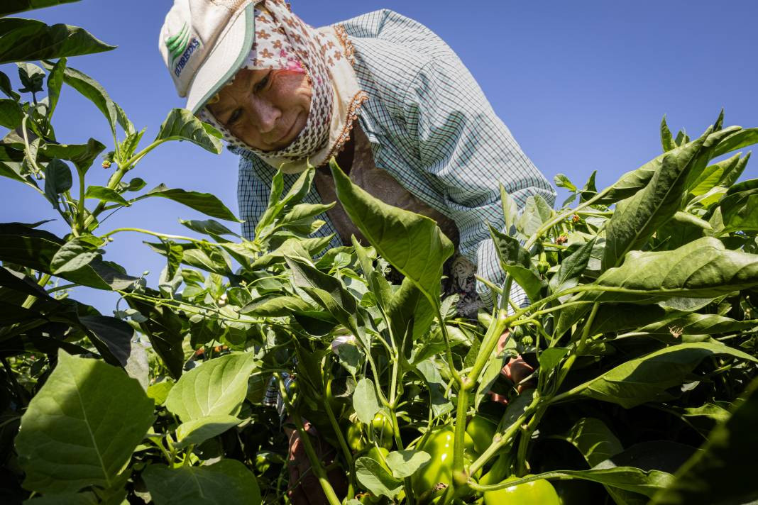 İtalyanlar görünce hemen talip oldu! Urfa isotunu tahtından ediyor - Resim: 2