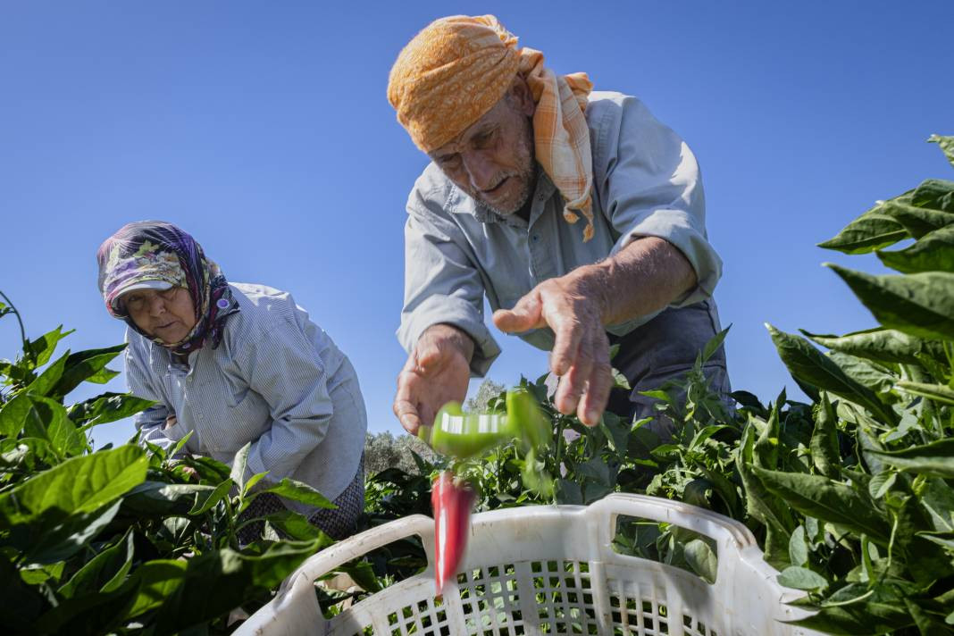 İtalyanlar görünce hemen talip oldu! Urfa isotunu tahtından ediyor - Resim: 6