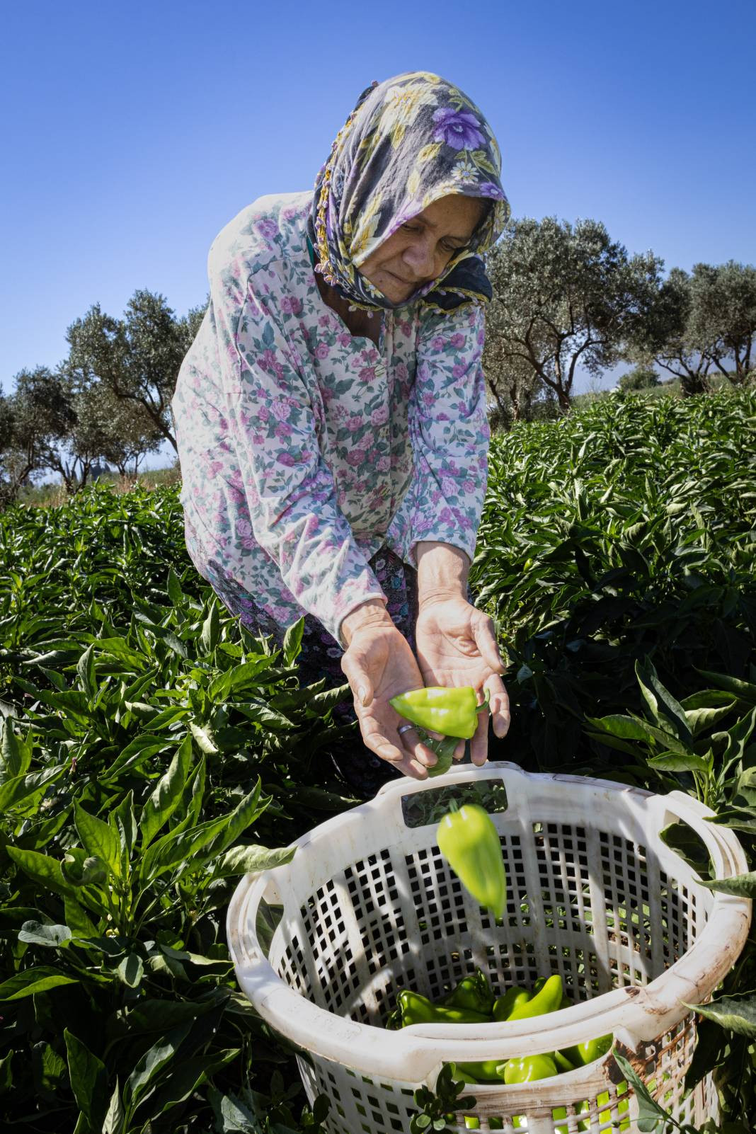İtalyanlar görünce hemen talip oldu! Urfa isotunu tahtından ediyor - Resim: 3