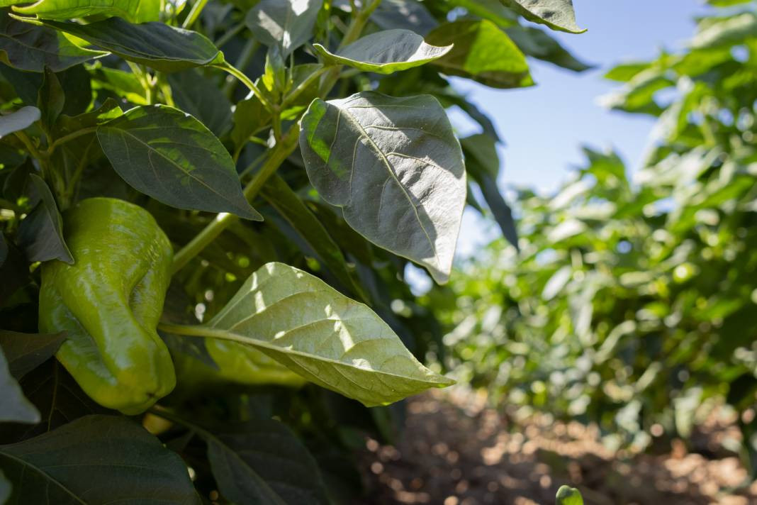İtalyanlar görünce hemen talip oldu! Urfa isotunu tahtından ediyor - Resim: 7