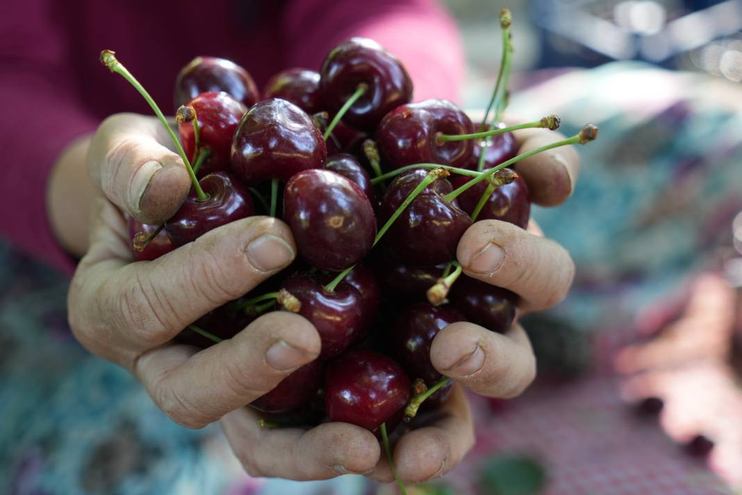 Kilosu 55-60 liradan gidiyor! Coğrafi işaretli meyvenin hasadı başladı - Resim: 2