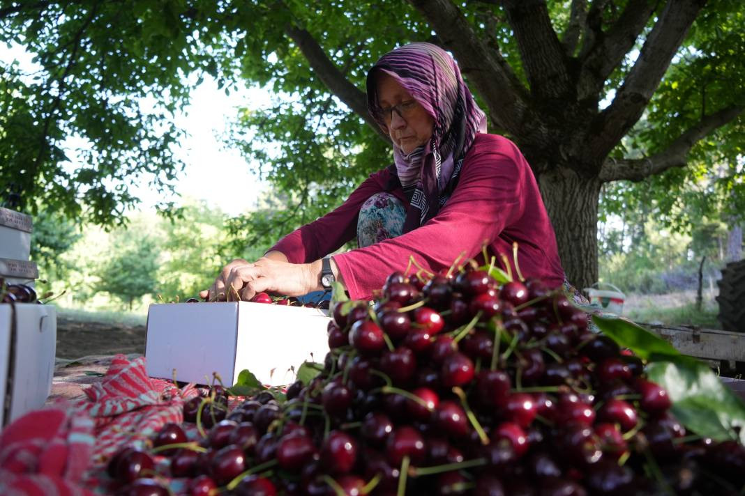 Kilosu 55-60 liradan gidiyor! Coğrafi işaretli meyvenin hasadı başladı - Resim: 3