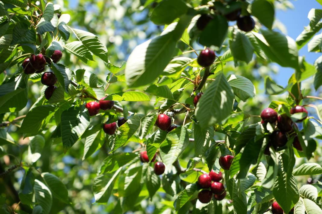 Kilosu 55-60 liradan gidiyor! Coğrafi işaretli meyvenin hasadı başladı - Resim: 4