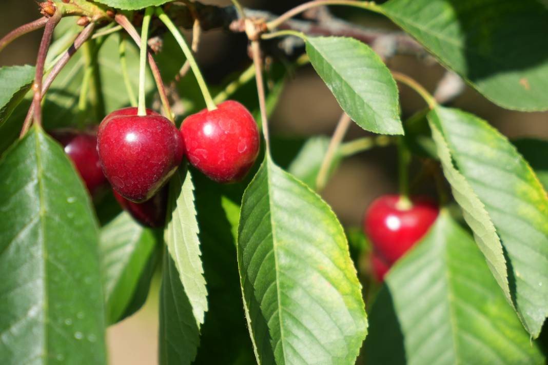 Kilosu 55-60 liradan gidiyor! Coğrafi işaretli meyvenin hasadı başladı - Resim: 7