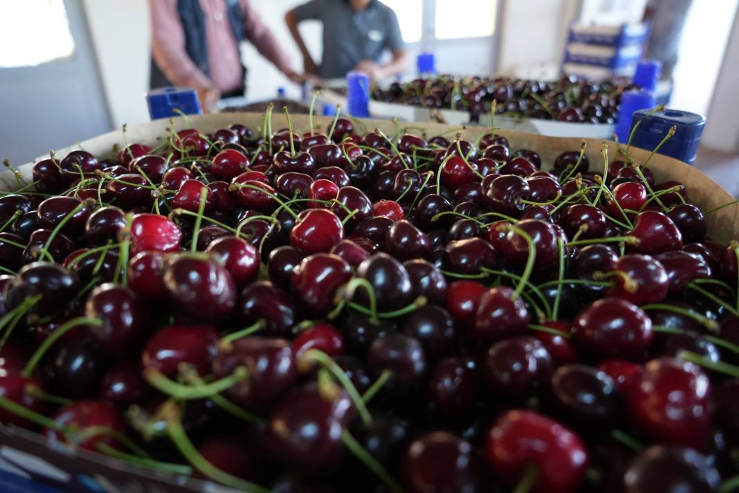 Kilosu 55-60 liradan gidiyor! Coğrafi işaretli meyvenin hasadı başladı - Resim: 6