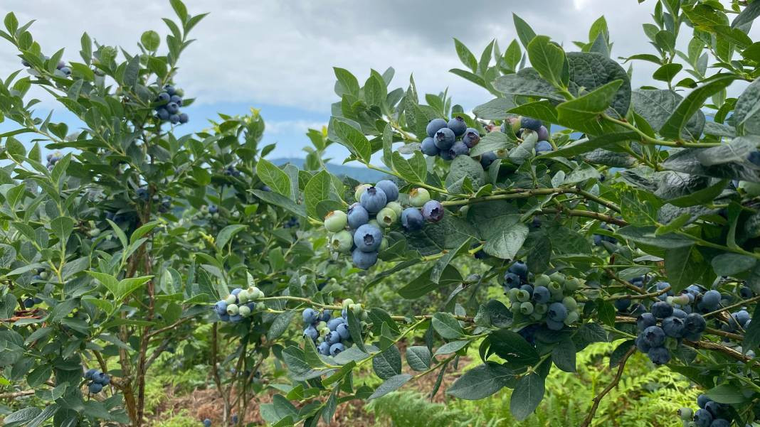 Bağışıklığı güçlendiriyor gözlere şifa oluyor! Hasadına başlanan meyve büyük talep görüyor - Resim: 3