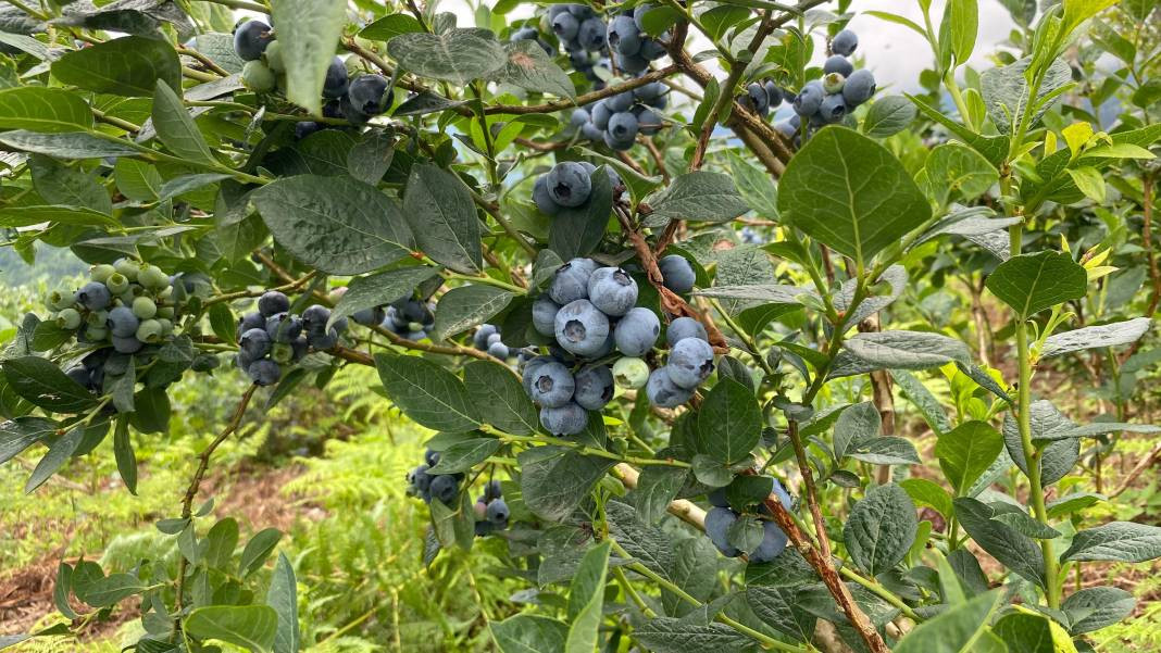 Bağışıklığı güçlendiriyor gözlere şifa oluyor! Hasadına başlanan meyve büyük talep görüyor - Resim: 2