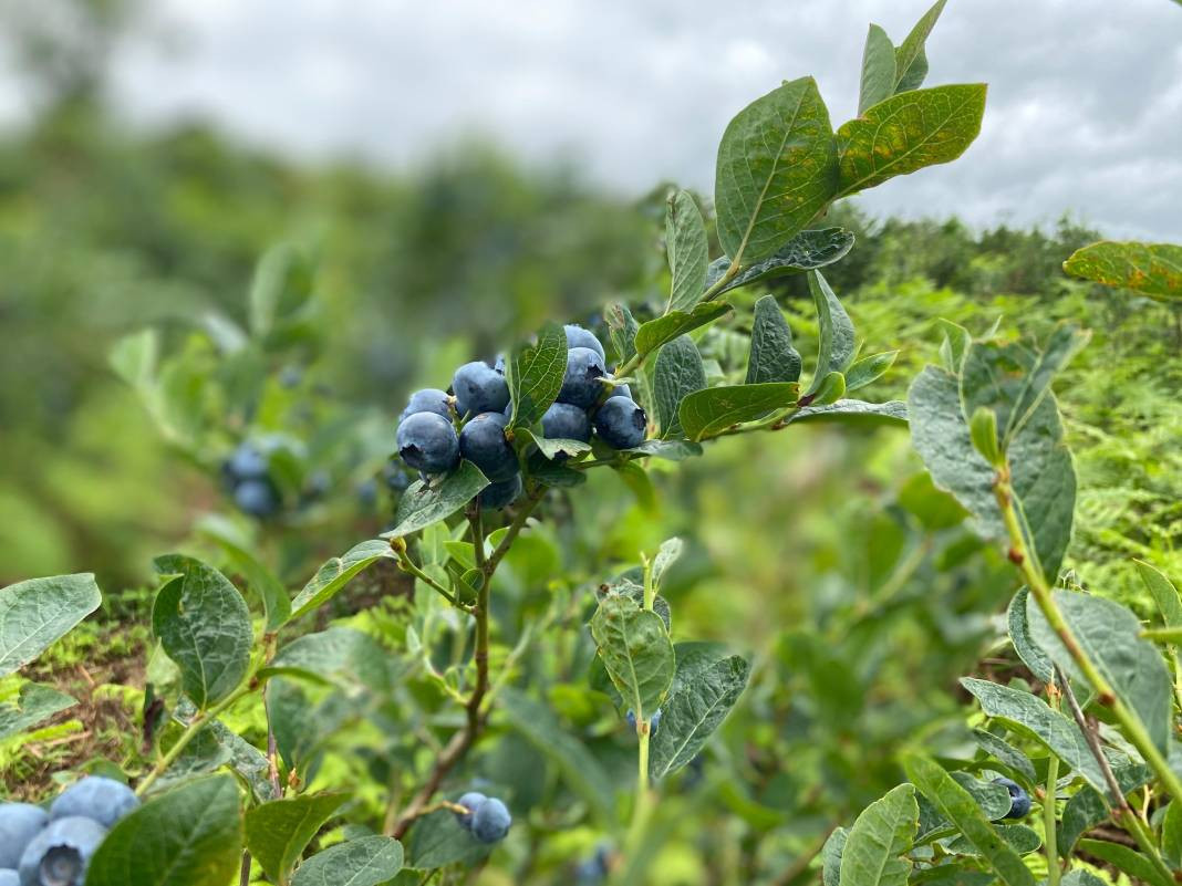 Bağışıklığı güçlendiriyor gözlere şifa oluyor! Hasadına başlanan meyve büyük talep görüyor - Resim: 8