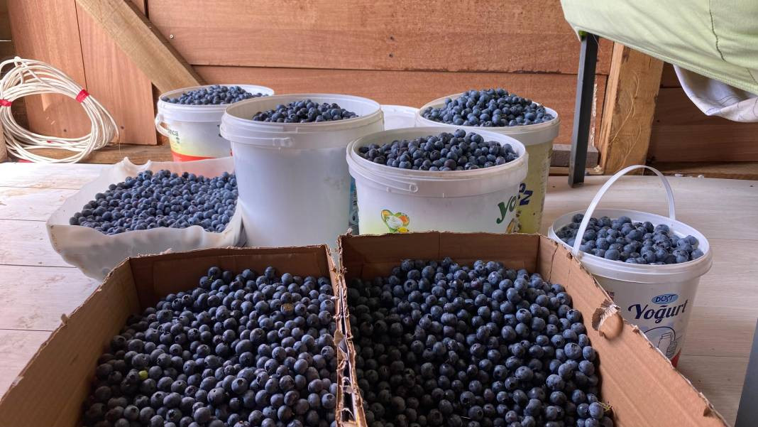 Bağışıklığı güçlendiriyor gözlere şifa oluyor! Hasadına başlanan meyve büyük talep görüyor - Resim: 7